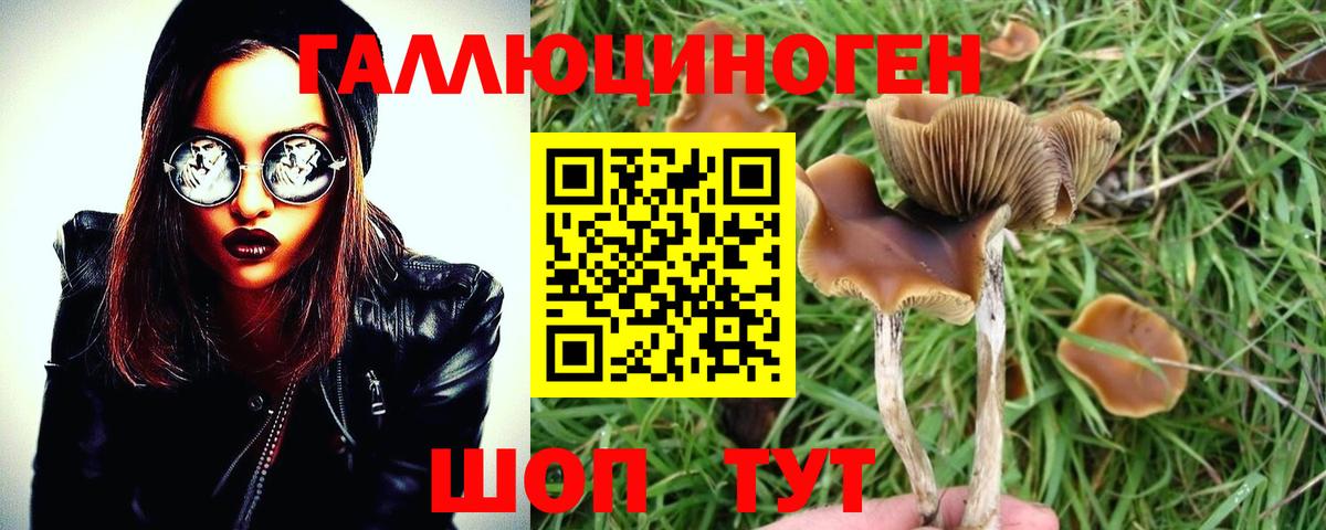 Галлюциногенные грибы Magic Shrooms  Вход с VPN  Чита  Галлюциногенные грибы Psilocybine cubensis 